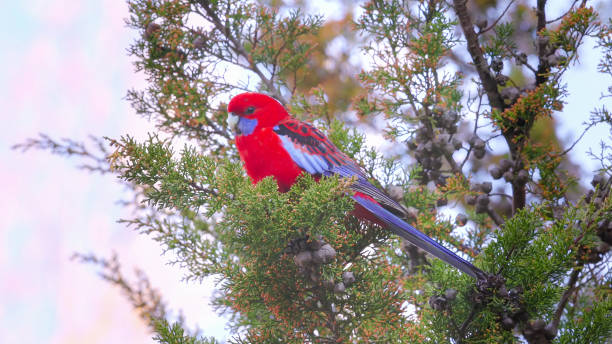 istock crimson rosella perching in a cypress pine preens its feathers 2169968554