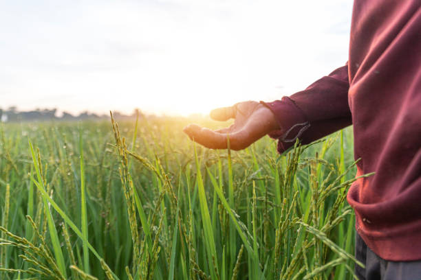 istock A hand is reaching out to touch the grass in a field. 2169968591