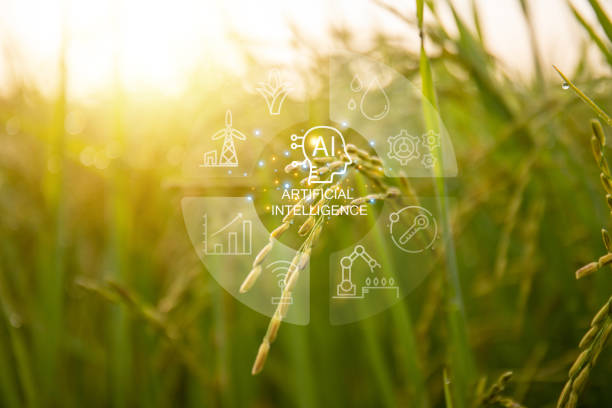 istock AI smart agriculture in rice fields. AI helps improve production. 2169968647
