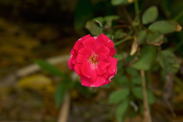 Pink rose flower blooming in garden. Selective focus.