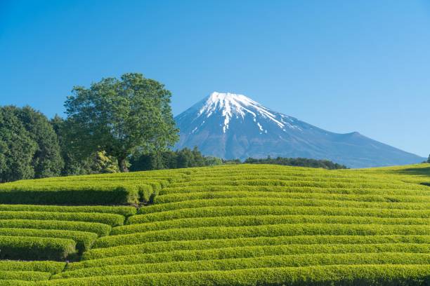 istock Mt. Fuji and fresh green tea fields 2169970227
