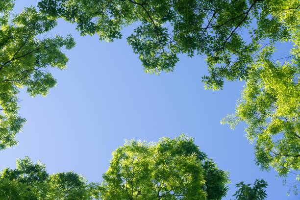istock A canvas of blue sky and fresh greenery 2169970246