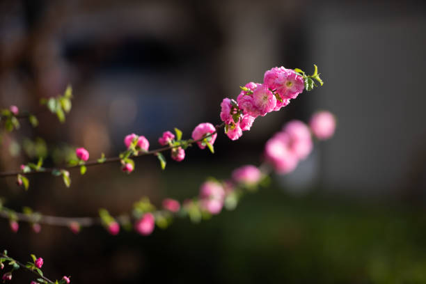 Close up of flowers on a red flowering currant (ribes sanguineum) shrub