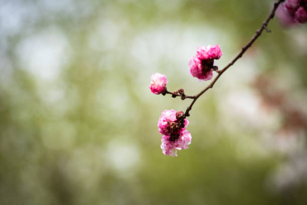 In spring, the park is full of various flowers