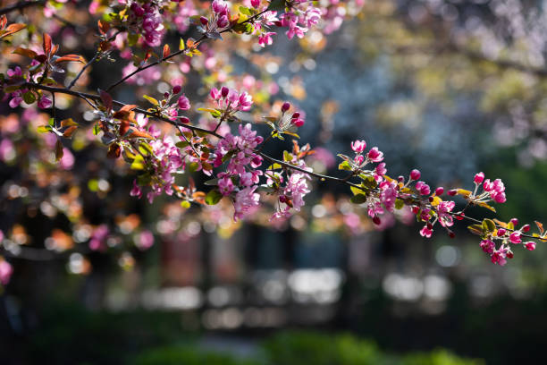 istock In spring, the park is full of various flowers 2169970705