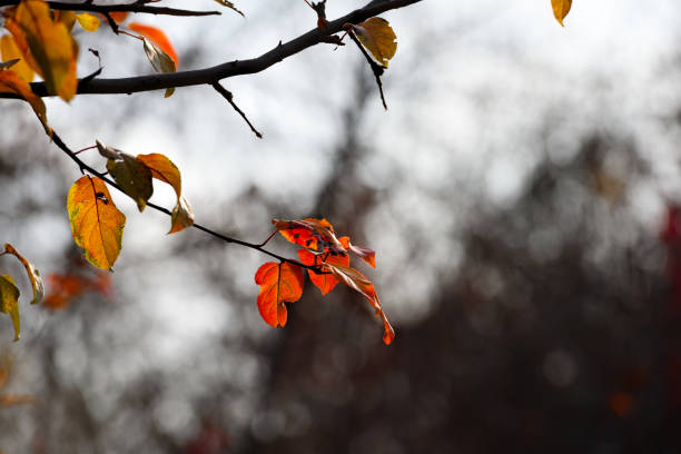 Golden leaves in autumn backlight