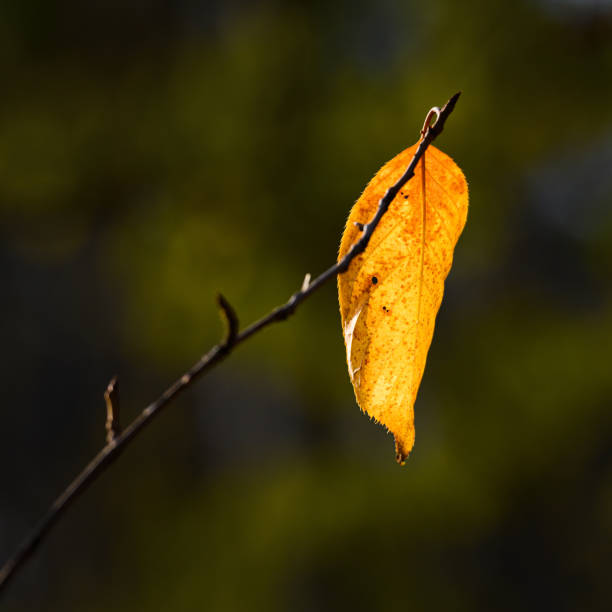 istock Golden leaves in autumn backlight 2169972071