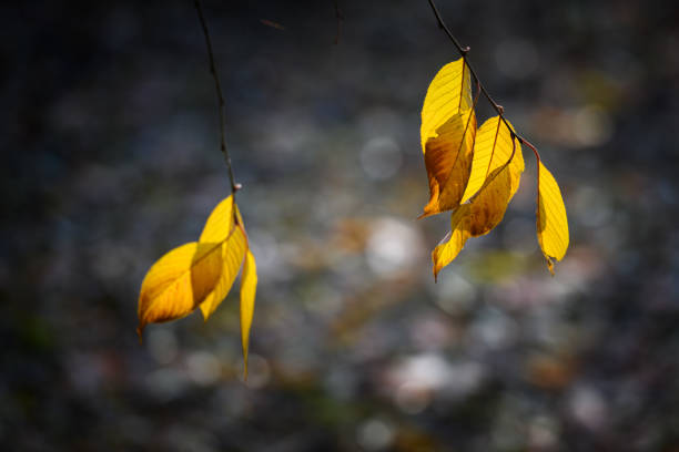 Golden leaves in autumn backlight