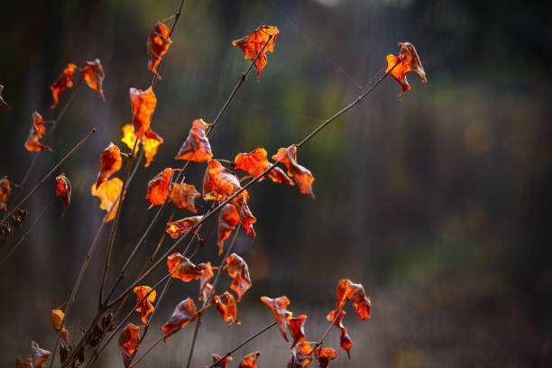Golden leaves in autumn backlight