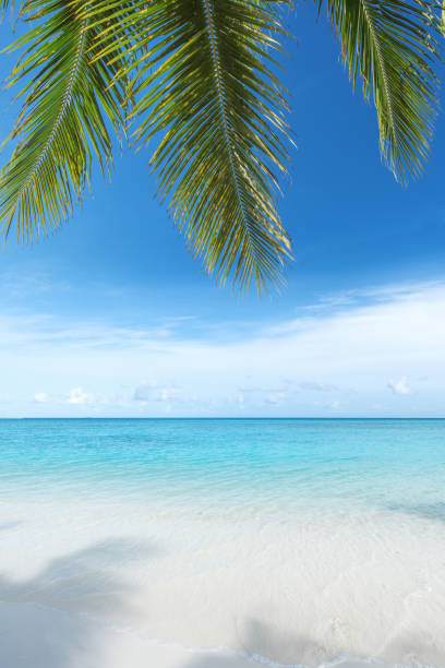 istock Tropical paradise beach scene for background or wallpaper 2169973421