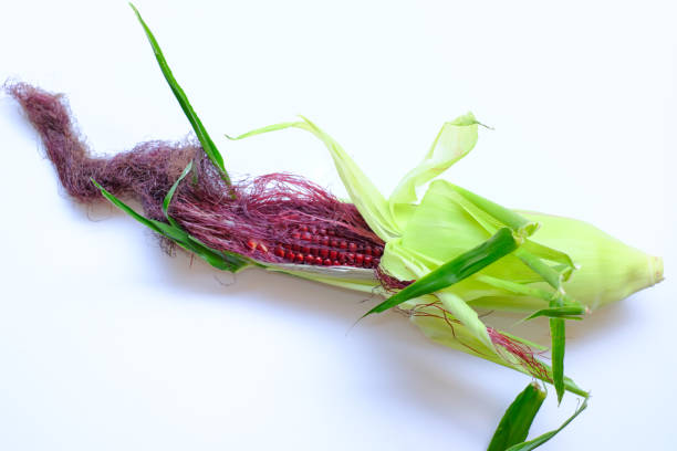 Purple corn photographed against a white background