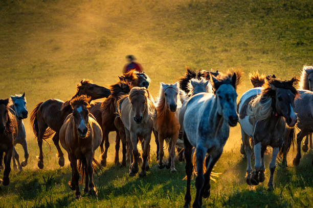 istock Abundance horses are galloping on the grassland during sunset 2169974290