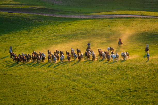 Thousands of horses are galloping on the grassland during sunset