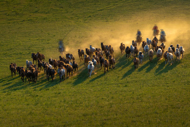 Abundance horses are galloping on the grassland during sunset