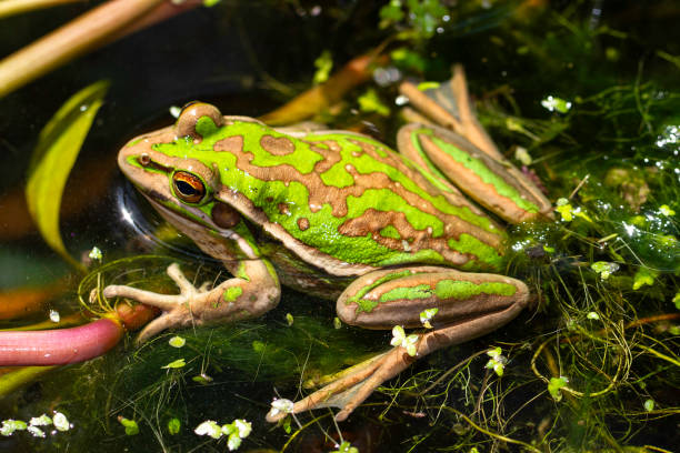 istock Green and Golden Bell Frog 2169974351