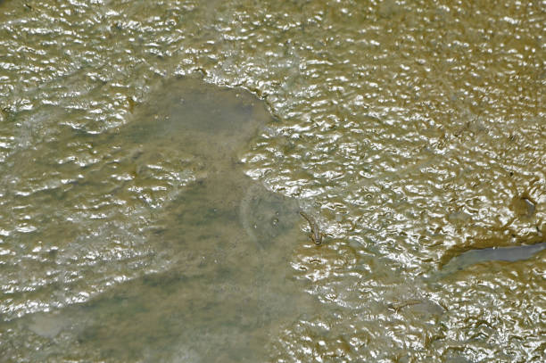Abstract background and texture of wet clay beach. During low tide.