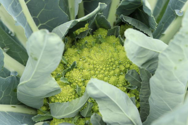 istock Romanesco cabbage growing in the garden 2169975666