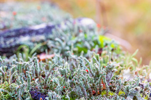 Close up at Lichens growth on the forest floor