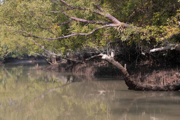 istock A canal in Sundarbans 2169977510