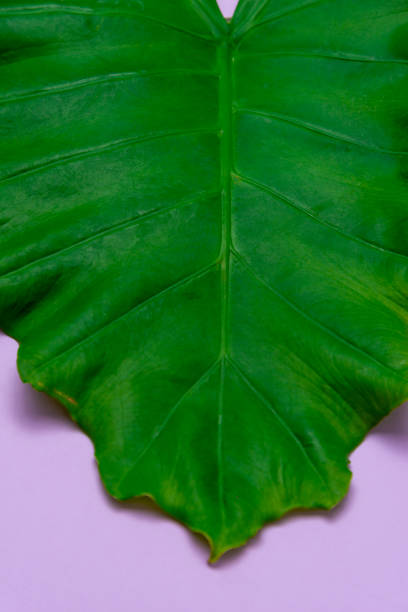 istock Big green leaf on purple background. 2169979910
