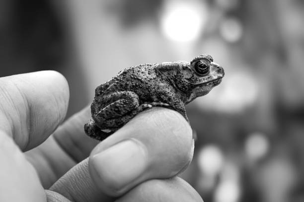 Japanese tree frogs, found in rice fields and grassy areas, have the amazing skill of being able to change the color of their bodies. They often change the color of their bodies to match their surroundings, for example being green when they are resting on grass. They have round suction cups on all of their fingertips, which makes them good at climbing trees. They also have the special skill of being able to stick to window glass.\nThey can change the color of their backs to match their surroundings and background.