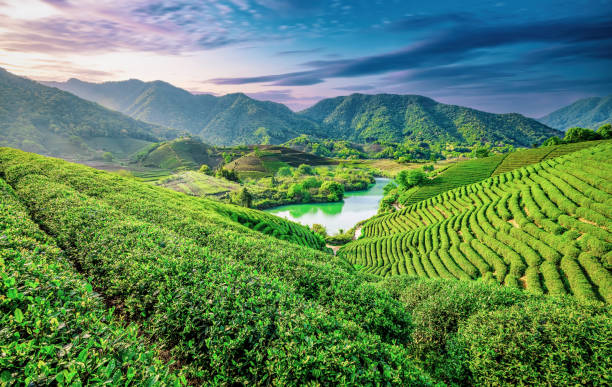 istock Green tea plantation and lake scenery in spring 2169980722