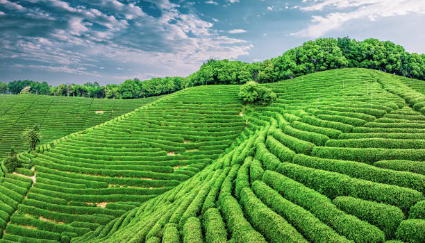 Green tea plantation scenery in spring