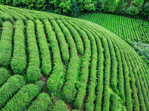 istock Green tea plantation scenery in spring 2169980725