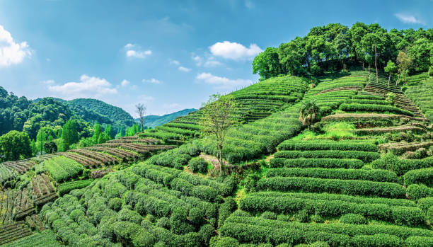 istock Green tea plantation scenery in spring 2169980773