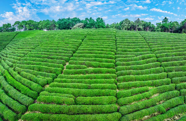 Green tea plantation scenery in Hangzhou, China