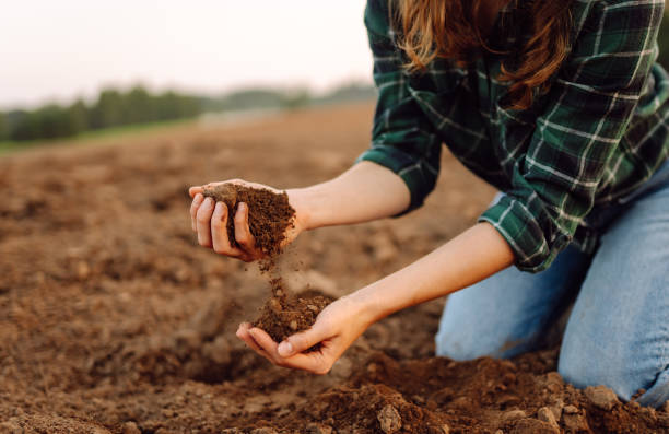 istock Kneeling on soft soil, an individual examines the earth. 2169981236