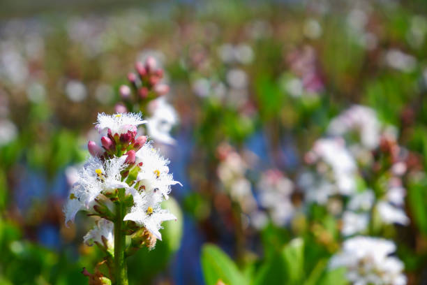 Common bogbean flowers (Menyanthes trifoliata) flowering near the pond in spring. View of Lake with Bogbean.