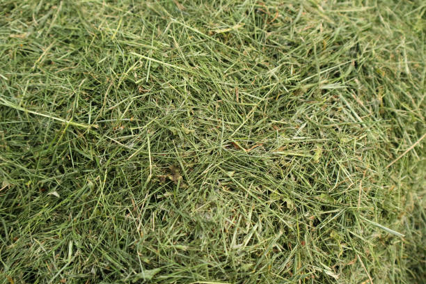 Close-up of dried hay on a blue sky background. Space for copy.