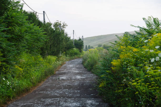 A serene rural scene featuring a dirt road winding through lush green vegetation and tall grasses. The image showcases the peacefulness of the countryside with soft morning light, distant hills, and a tranquil atmosphere. Perfect for illustrating themes related to nature, rural life, and outdoor exploration.