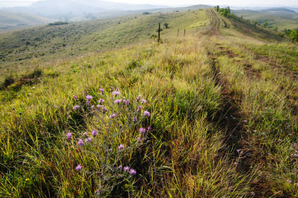 Vibrant wildflowers bloom on a sunlit hilltop, offering a panoramic view of the rolling hills in the distance. The bright morning light enhances the colors of the flowers and the natural beauty of the landscape, creating a serene and picturesque scene.