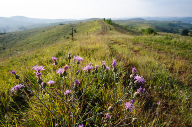 Vibrant wildflowers bloom on a sunlit hilltop, offering a panoramic view of the rolling hills in the distance. The bright morning light enhances the colors of the flowers and the natural beauty of the landscape, creating a serene and picturesque scene.