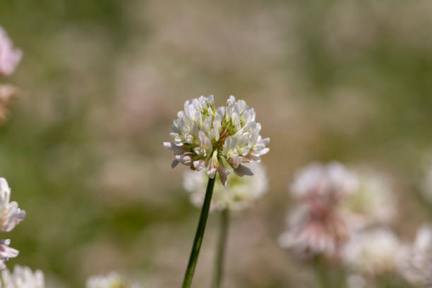 istock a clover blooming with white flowers in early summer 2169982557