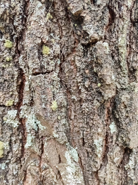 istock Detailed macro shot of a pine tree's bark, showcasing its natural patterns and textures. 2169982661