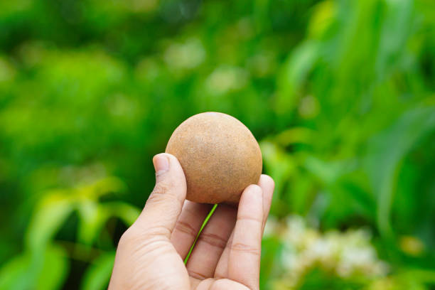 Sapodilla fruit close up shot