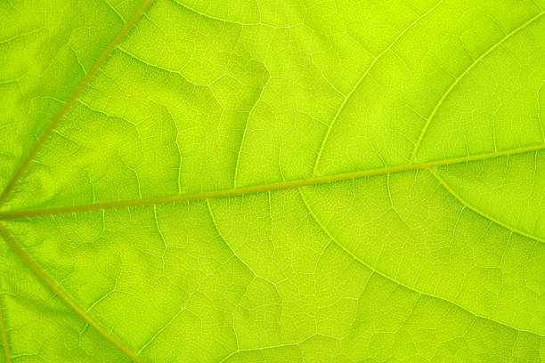Macro shot of a leaf. Foliage abstract nature background.