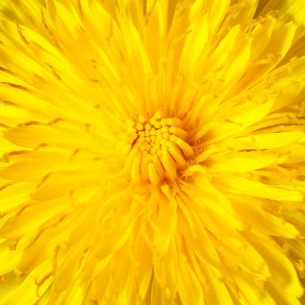 Yellow Dandelion Close Up Macro.