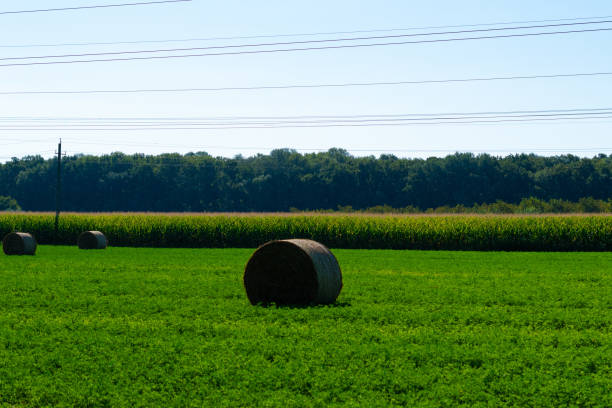 istock Hay bales on a field 2169983555