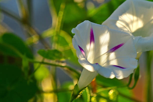 morning glory with flower, drug of the aztecs on a dark background