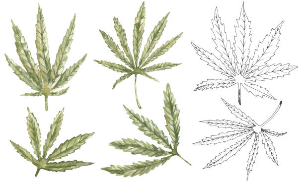 istock Watercolor cannabis leaves collection, graphic Hemp leaves illustration. Hand drawn Medicinal plant, Marijuana plants with leaves 2169986951