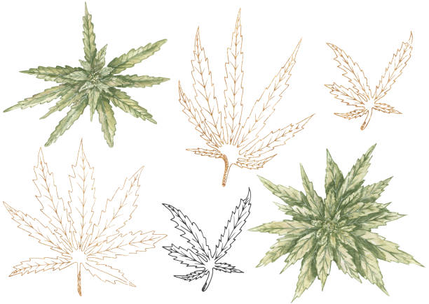 istock Watercolor cannabis leaves collection, graphic Hemp leaves illustration. Hand drawn Medicinal plant, Marijuana plants with leaves 2169986966