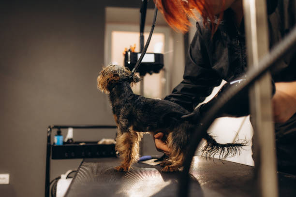 istock groomer sits a small dog after bathing 2169987193