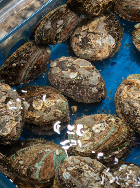 istock Live Abalone at Seafood Marke 2169987685