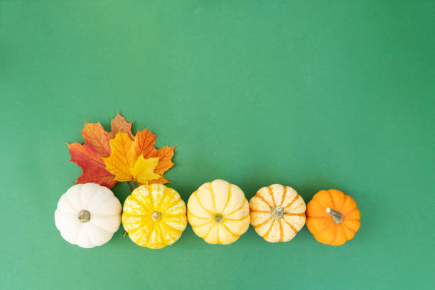 Halloween or thansgiving concept, row of orange and white pumpkins with fall lesves on bright green background