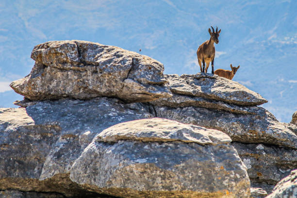 istock Mountain goat in El Torcal (Malaga) 2169990837