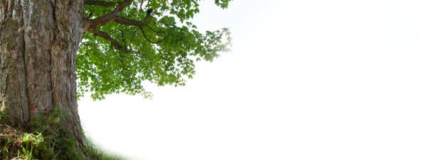 istock Tree Trunk and Green Leaves against White Background 2169994335
